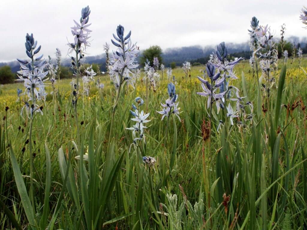 Camas Flowers on the Weippe Prairie